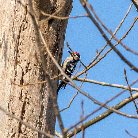 Lesser spotted woodpecker
