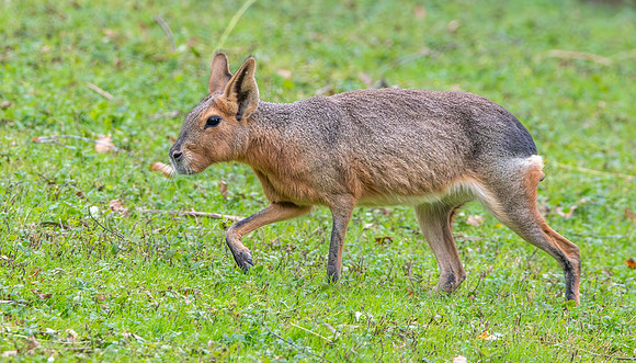 Patagonian mara