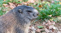 Alpine Marmot