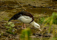 Radjah shelduck