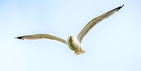 Herring gull