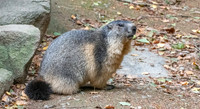Alpine Marmot