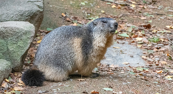 Alpine Marmot