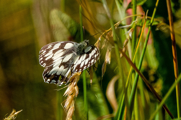 Marbled white