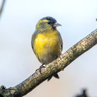 Siskin, male