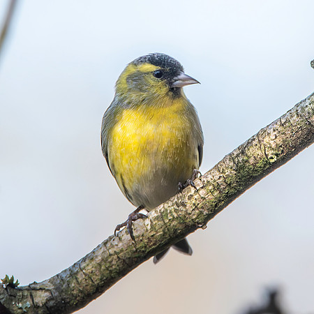 Siskin, male