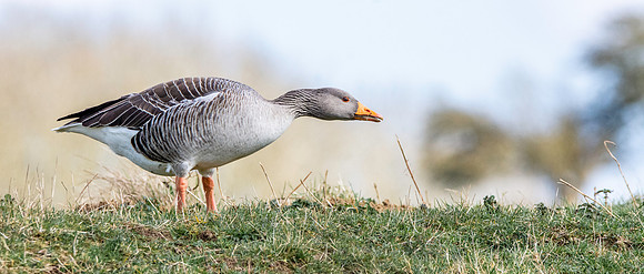 Greylag goose