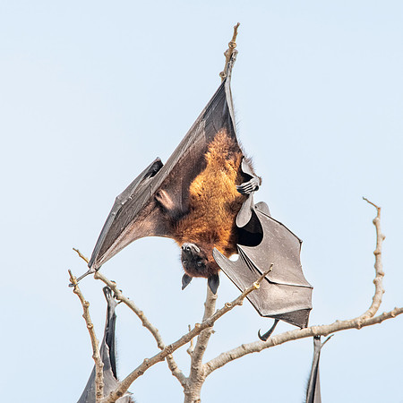 Indian Flying Fox