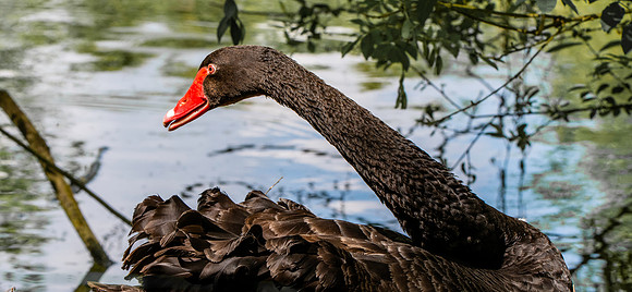 Black swan