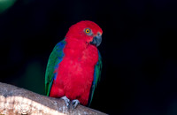 Eclectus parrot, female