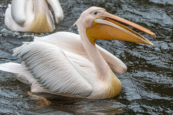 Great white pelican