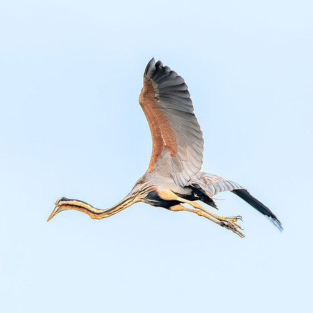 Purple heron