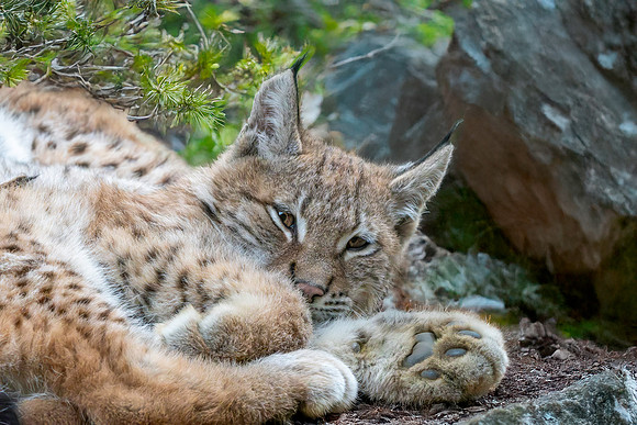Northern lynx