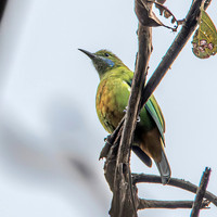 Orange bellied leafbird