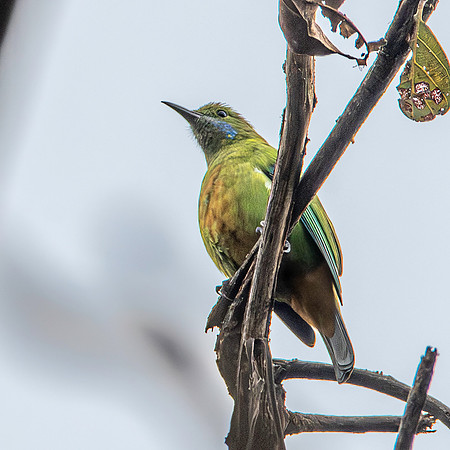 Orange bellied leafbird