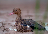 Bernier's (Madagascar) teal