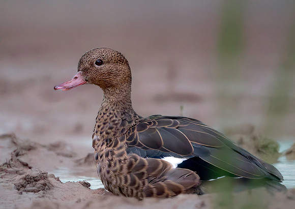 Bernier's (Madagascar) teal