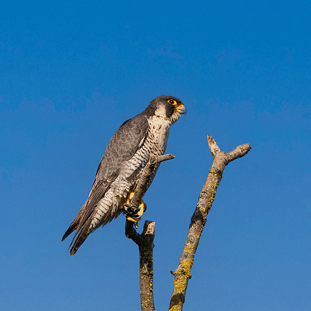 Peregrine falcon