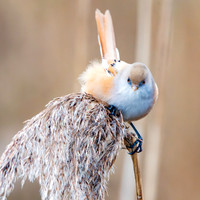 Bearded tit / bearded reedling