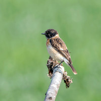 Siberian stonechat