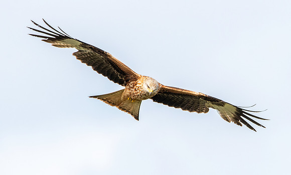 Red kite, flying