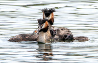 Great crested grebe