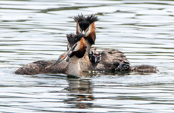 Great crested grebe