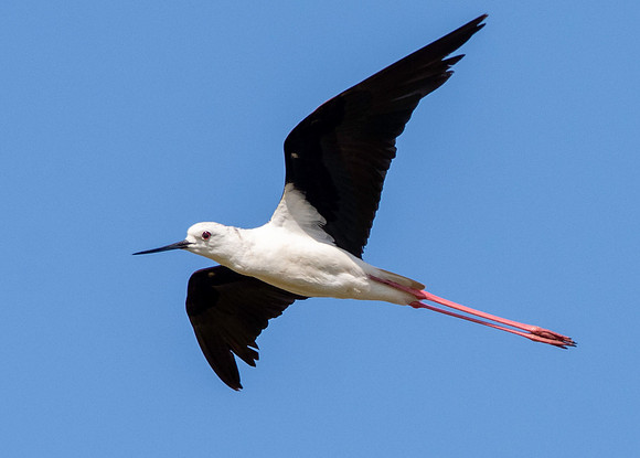 Black winged stilt