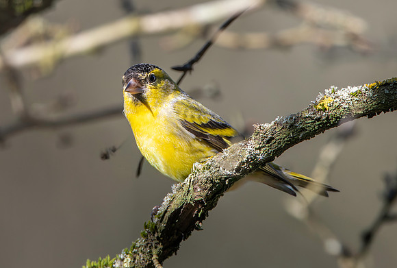 Siskin, male