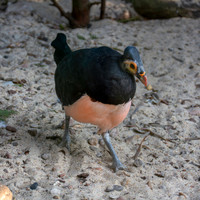 Maleo