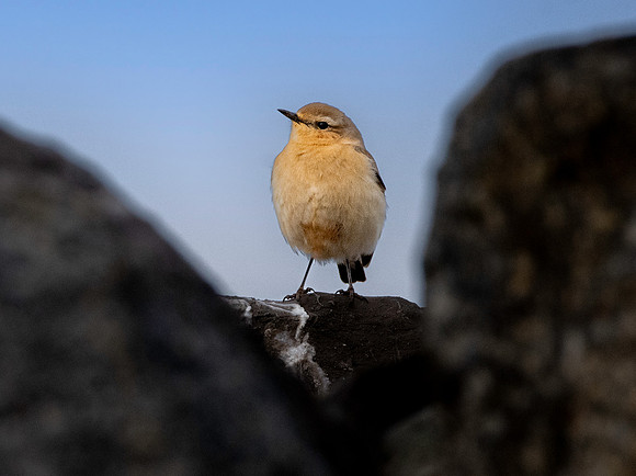 Northern Wheatear