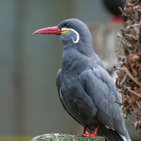 Inca Tern