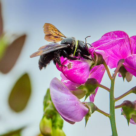 Carpenter bee