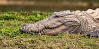 Mugger crocodile