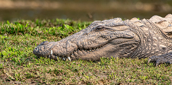 Mugger crocodile