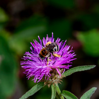 Hairy legged/Pantaloon mining bee